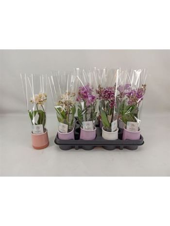 PHAL MINI 2 ÁG KASPÓS