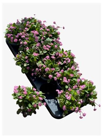 MYOS SY MON AMI PINK