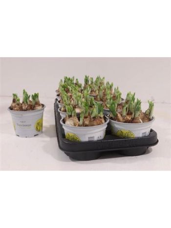 NARCIS O TETE A TETE