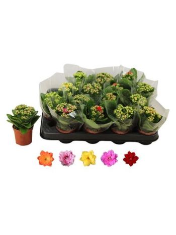 KAL ROSALIE SIMA CELÓS