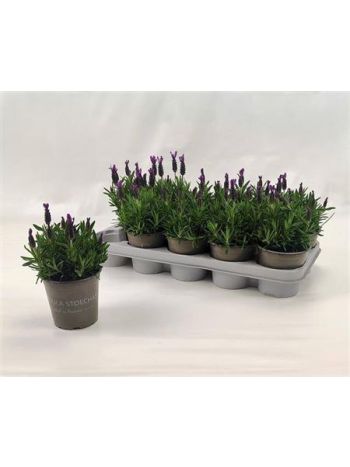 LAVAN S BELL TOSCANE