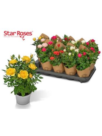 RO STAR R GEM PAPER SLEEVES