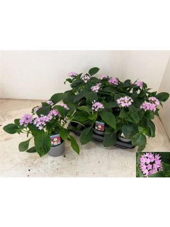 PENT STARCLUSTER LILA