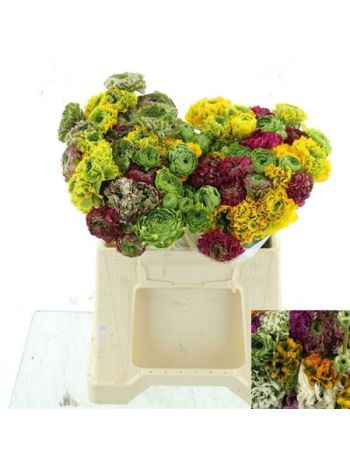 RAN PON-PON GEM IN BOS