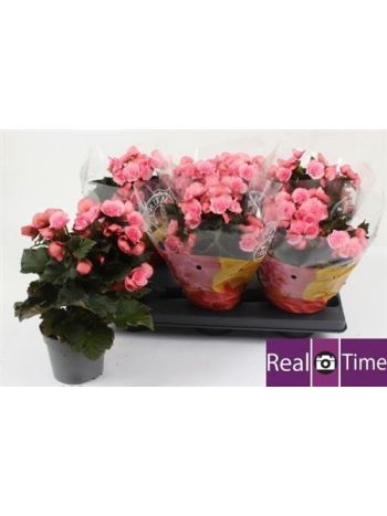 BEG DU MO 2 JOY PINK