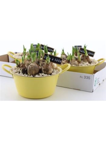 Ö. NARC SÁRGA ZINK TÁL