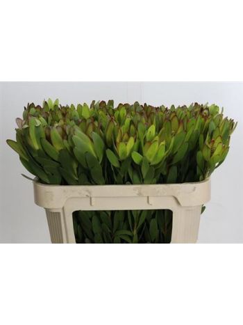 LEUCAD SAF GOLDSTRIK