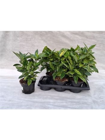 AUCUBA J CROTONIFOLI