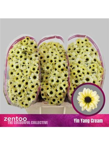 CHR SAN YIN YANG CREAM