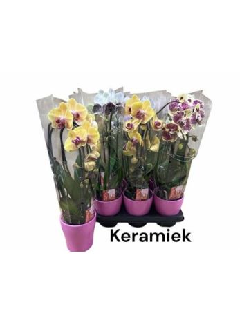 PHAL 2 ÁG CASCADE KASPÓS