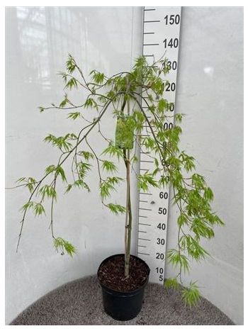 ACER PALM DISSECTUM TÖRZSES