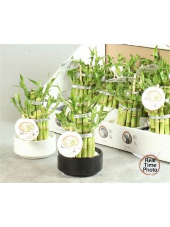 DRA LUCKY BAMBOO