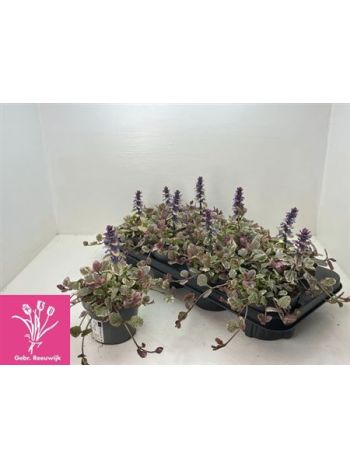 AJUGA R BURGUNDY GLO