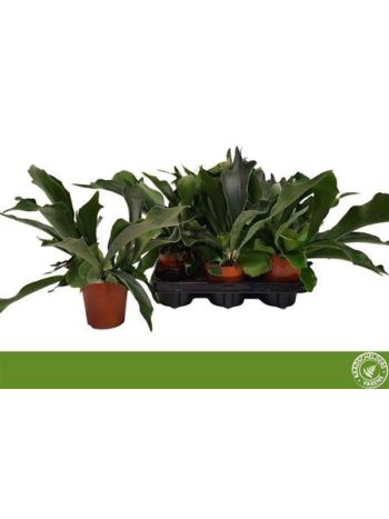 PLATYC BIFURCATUM
