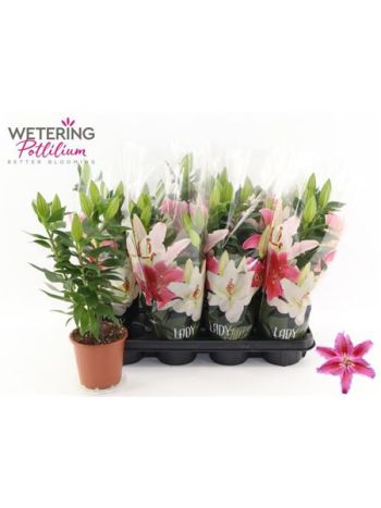 LIL OR SUN MARTINIQU