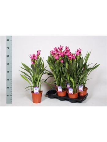 CURCU AL SIAM SPLASH