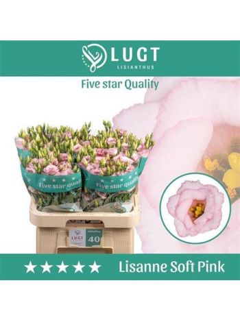 EUS G LIS SOFT PINK