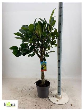 FICUS CYATHISTIPULA TÖRZSES