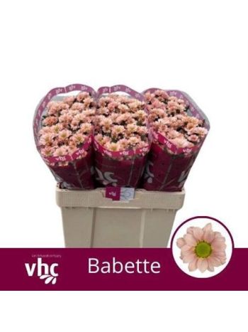 CHR SAN BABETTE