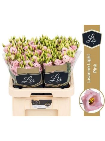 EUS G LISANNE L PINK