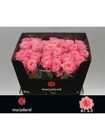 R GR MAYFIELD! 60CM