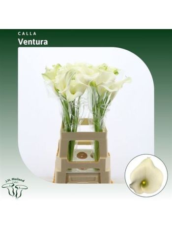 ZANT  CAPT VENTURA 70CM