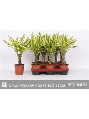 DRA FRAG YELLO COAST