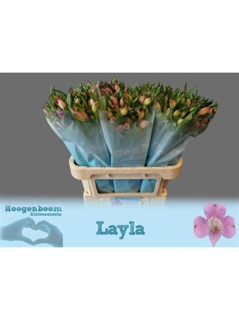 ALST LAYLA