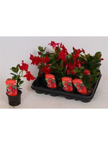MANDE RIO PETITE RED