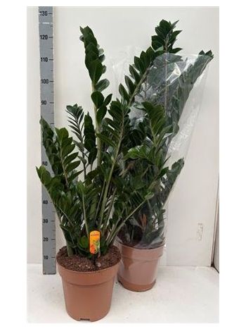 ZAMIOCULCAS ZAMIIFOL