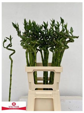 DRAC S LUCKY BAMBOO *50
