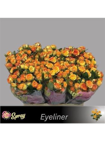 R TR EYELINER 60CM