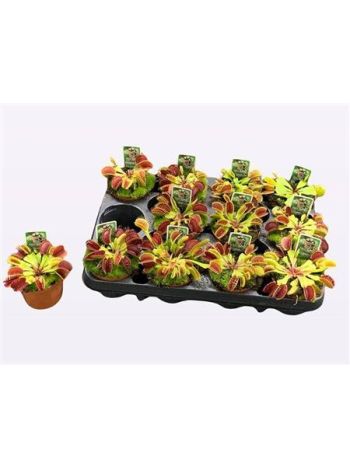 DIONAEA MUSCIPULA
