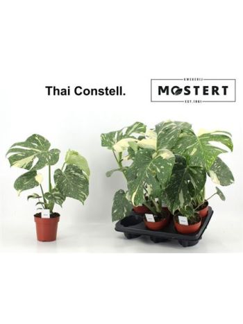 MONSTERA DEL THAI