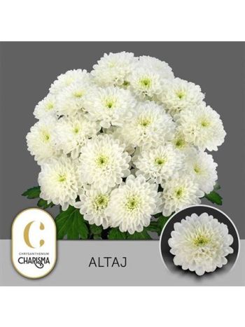 CHR T  F. ALTAJ