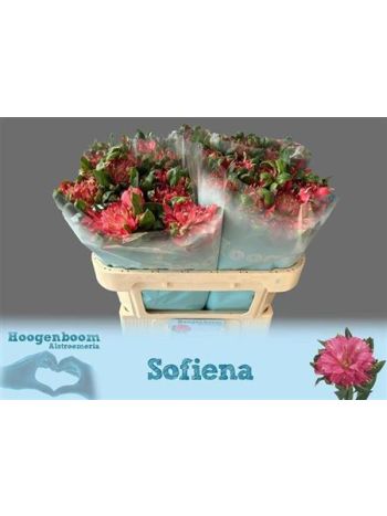 ALST SOFIENA