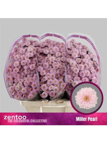 CHR SAN MILLER PEARL