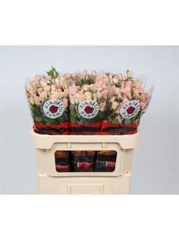 R TR FLEURETTE 70CM