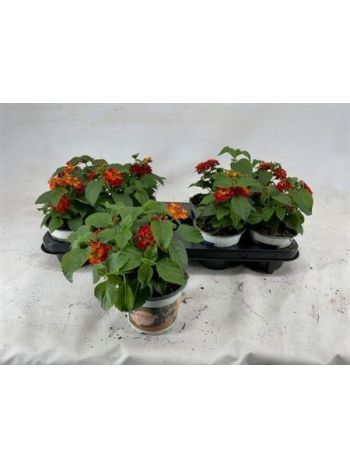 LANT HAVANA RED
