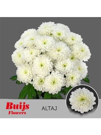 CHR T  F. ALTAJ