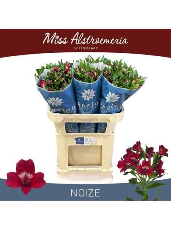 ALSTR NOIZE