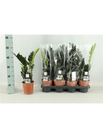 ZAMIOCULCAS RAVEN