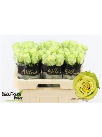 R GR GREEN GENERATIO 60CM