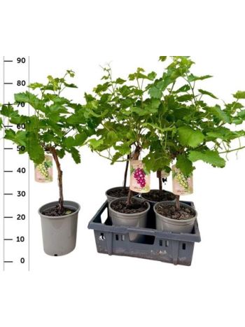 VITIS VINIFERA AKCIO
