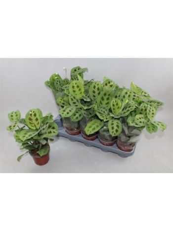MARANTA FIESTA