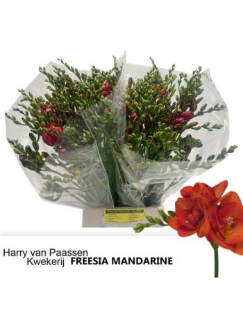 FR DU MANDARINE