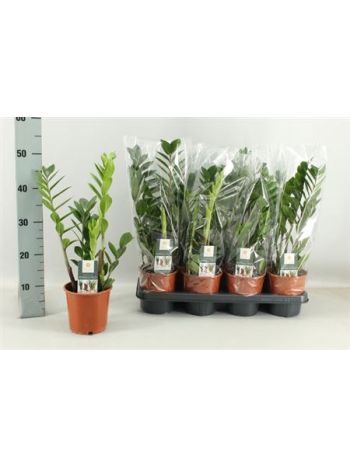 ZAMIOCULCAS ZAMIIFOL