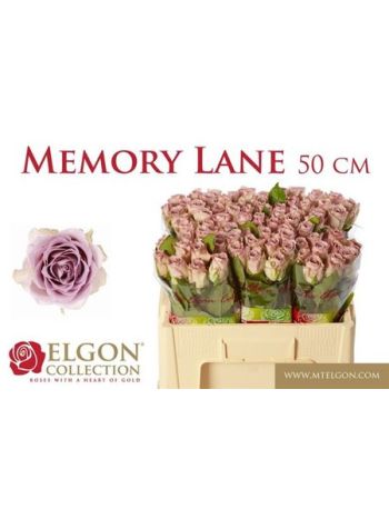 R GR5 MEMORY LANE! - ELGON