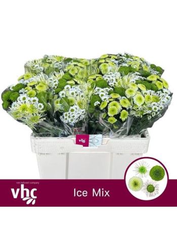 CHR SAN GEM - ICE