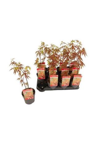 ACER PA ATROPURPUREU